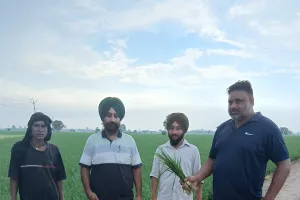 कृषि विभाग ने किसानों को धान की फसल के लिए जारी की सलाह