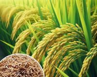 अब तक 10 लाख से अधिक किसानों को मिला एमएसपी का लाभ