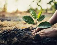 वन विभाग ने राज्य में जंगलों और पेड़ों के क्षेत्र में वृद्धि हेतु 12 लाख से अधिक पौधे लगाए