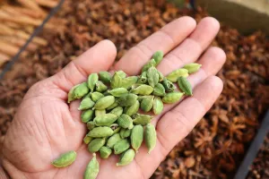 7 दिन तक खाएं हरी इलायची, सेहत को मिलेंगे चमत्कारी फायदे