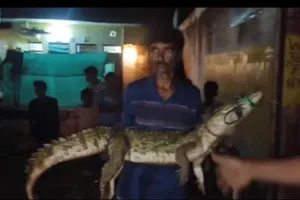 शिवपुरी  में सड़क पर दौड़े मगरमच्छ: राजगढ़ में कई इलाकों में पानी भरा; नीमच-कोटा स्टेट हाईवे बंद, रत लाम में डैम का गेट खुला 