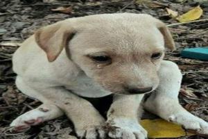 डॉग लवर्स से स्पेस मांगने जा रही है MCD, इतने वार्डों में बनेगा फीडिंग प्वाइंट्स