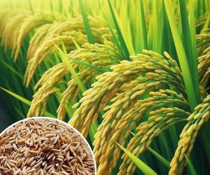 धान की लिफ्टिंग 150 लाख मीट्रिक टन के पार हुई